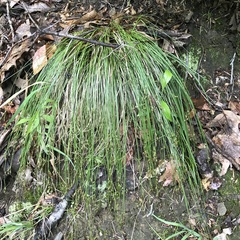 Carex albicans