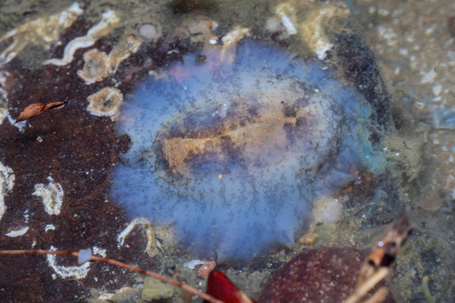 Scutus unguis observed 2026-10-27