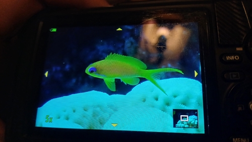 Pseudanthias observed 2026-10-27