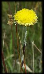 Coronidium gunnianum