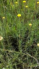 Coronidium gunnianum