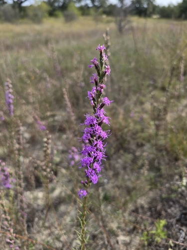 Liatris punctata observed 2026-10-27
