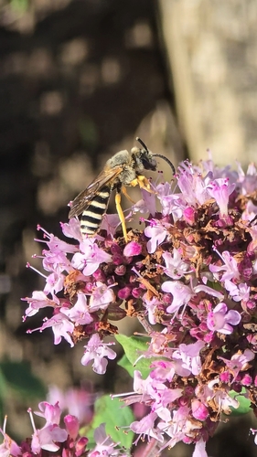 Halictus observed 2026-10-27