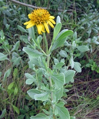 Borrichia frutescens image