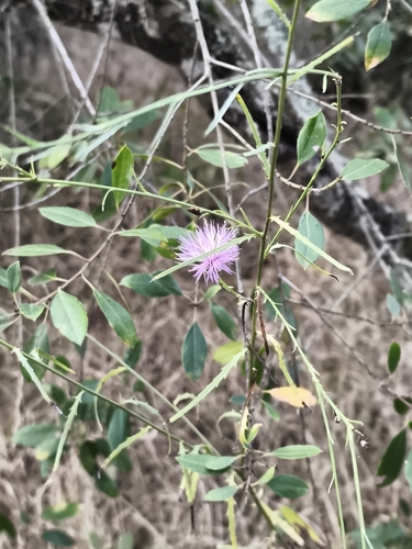 Centaurea observed 2026-10-27
