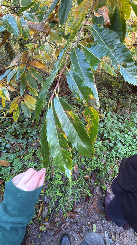 Castanea observed 2026-10-27