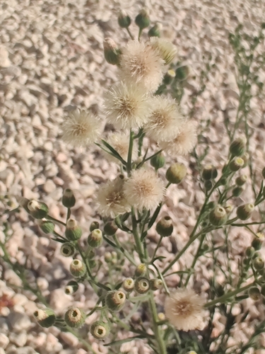 Erigeron bonariensis observed 2026-10-27