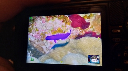 Pseudochromis observed 2026-10-27