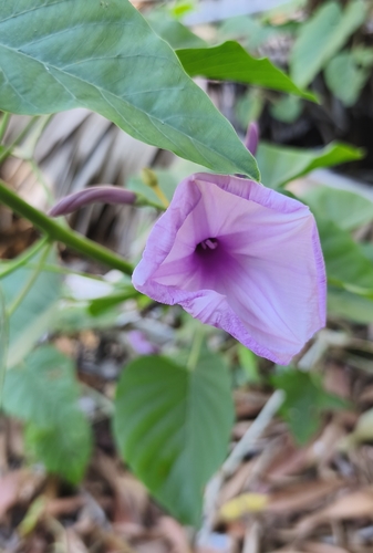 Ipomoea carnea observed 2026-10-27