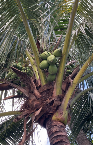 Cocos nucifera observed 2026-10-27