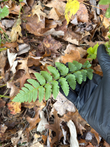 Dryopteris cristata observed 2026-10-27