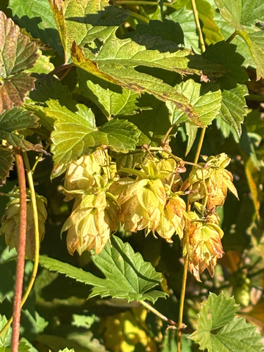 Humulus lupulus, 2026-10-27