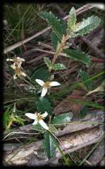 Olearia myrsinoides