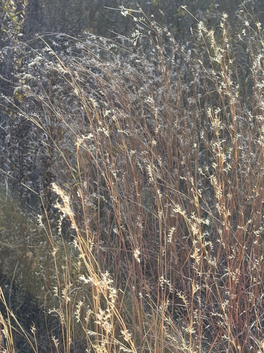 Schizachyrium scoparium observed 2026-10-27