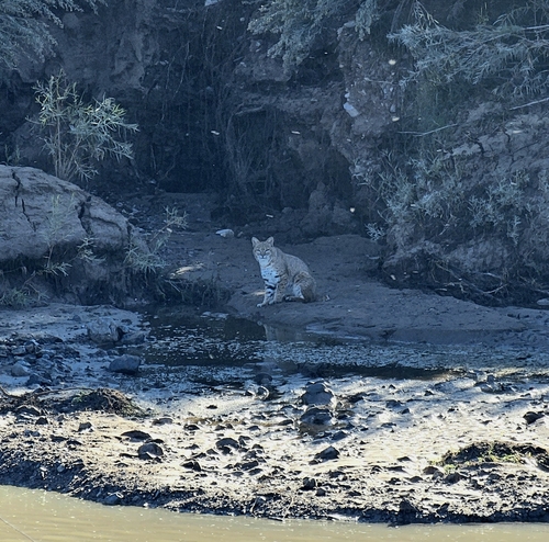 Lynx rufus, 2026-10-27