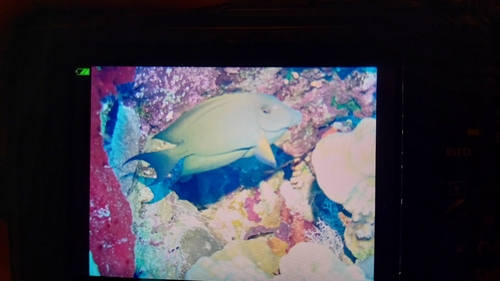Acanthurus observed 2026-10-27