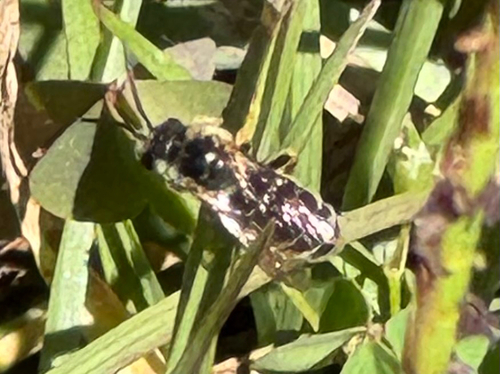 Halictus observed 2026-10-27
