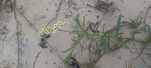 Heliotropium curassavicum observed 2026-10-27
