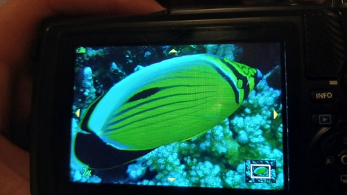 Chaetodon observed 2026-10-27
