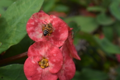 Apis mellifera