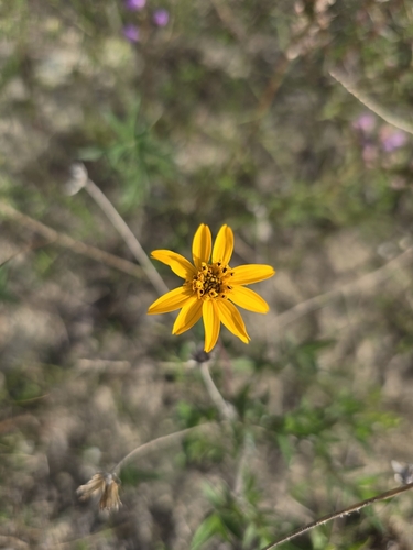 Wedelia observed 2026-10-27