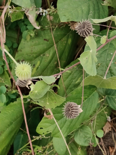 Abutilon indicum observed 2026-10-27