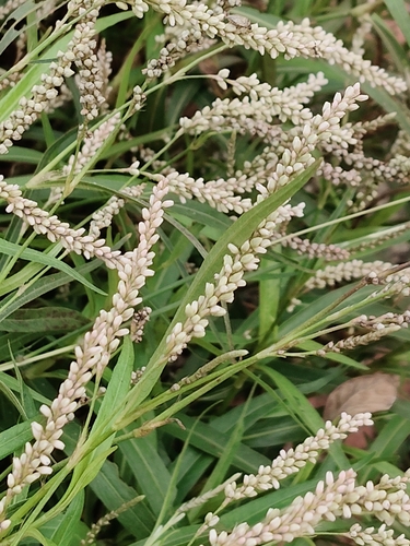 Persicaria barbata observed 2026-10-27