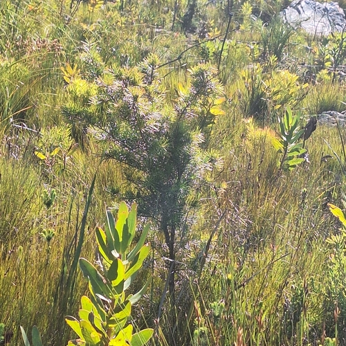 Hakea sericea observed 2026-10-27