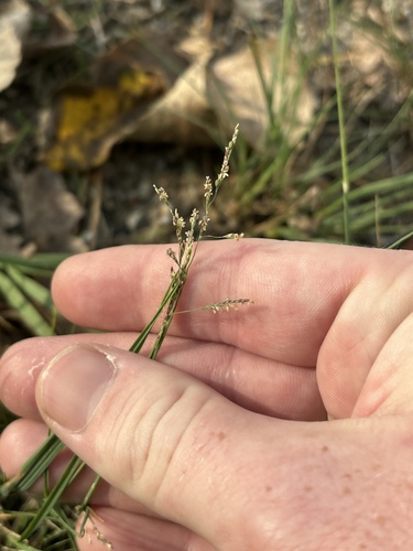 Atropis observed 2026-10-27