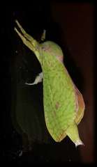 Aenetus eximia