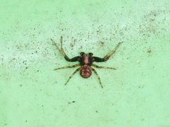Xysticus