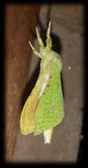 Aenetus eximia