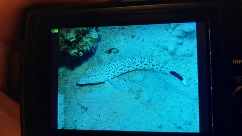 Parapercis hexophtalma observed 2026-10-27