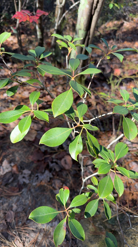 Kalmia latifolia observed 2026-10-27