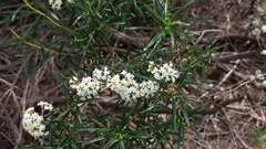 Ozothamnus thyrsoideus