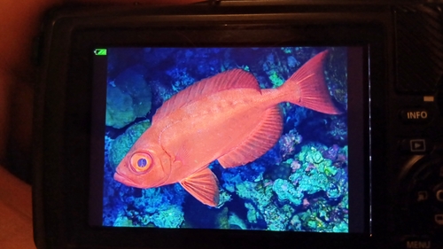 Priacanthus hamrur observed 2026-10-27