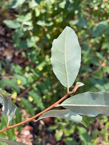 Elaeagnus observed 2026-10-27