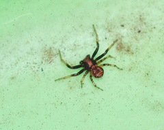 Xysticus