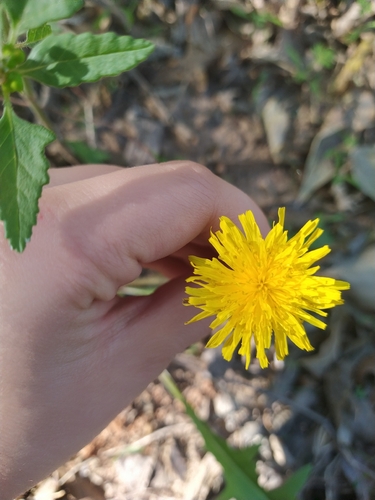 Taraxacum officinale observed 2026-10-27