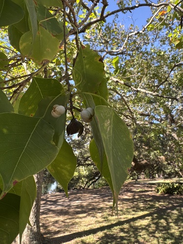 Triadica sebifera observed 2026-10-27
