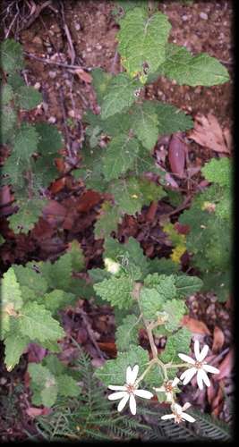 Image of Olearia rugosa by (c) Russell Best, some rights reserved (CC BY)
