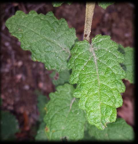 Image of Olearia rugosa by (c) Russell Best, some rights reserved (CC BY)