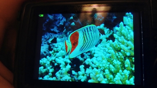 Chaetodon observed 2026-10-27