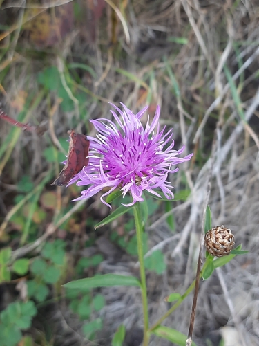 Centaurea observed 2026-10-27
