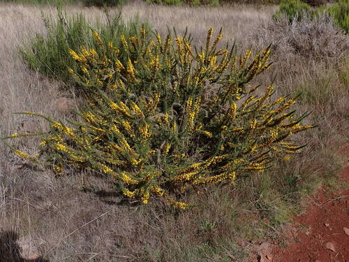Ulex minor observed 2026-10-26