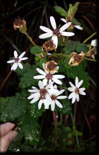 Image of Olearia rugosa by (c) Russell Best, some rights reserved (CC BY)