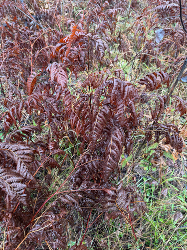 Pteridium aquilinum observed 2026-10-27