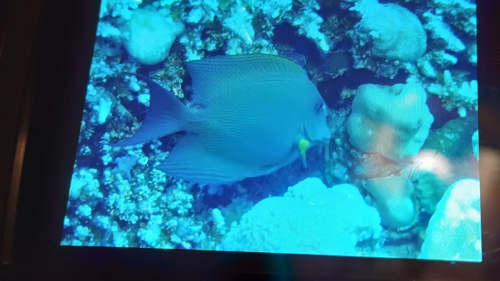 Acanthurus observed 2026-10-27