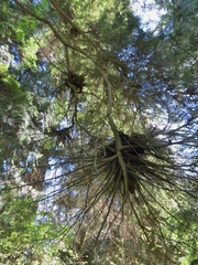 Arceuthobium tsugense