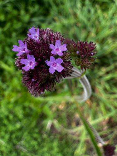 Verbena bonariensis observed 2026-10-27